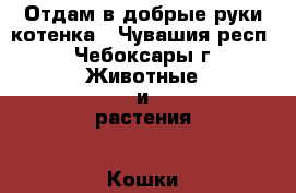 Отдам в добрые руки котенка - Чувашия респ., Чебоксары г. Животные и растения » Кошки   . Чувашия респ.,Чебоксары г.